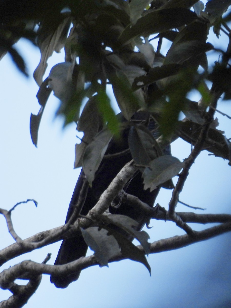 Амазонская зонтичная птица - ML621146208