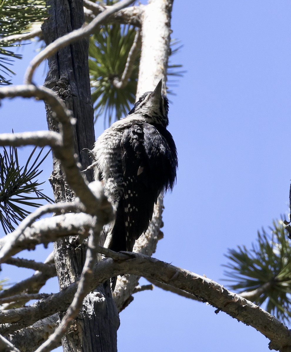 Black-backed Woodpecker - Adam Dudley