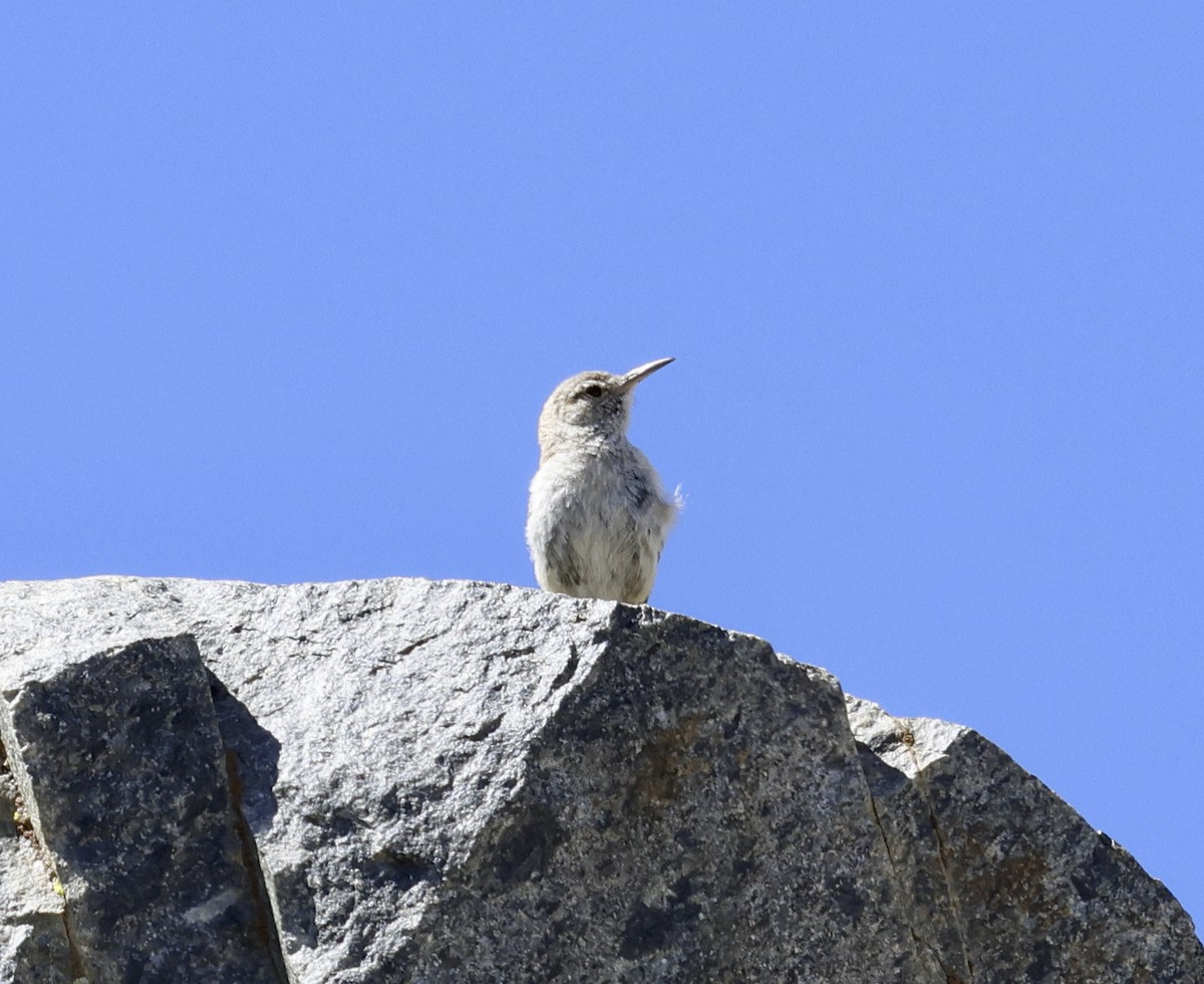 Rock Wren - Adam Dudley