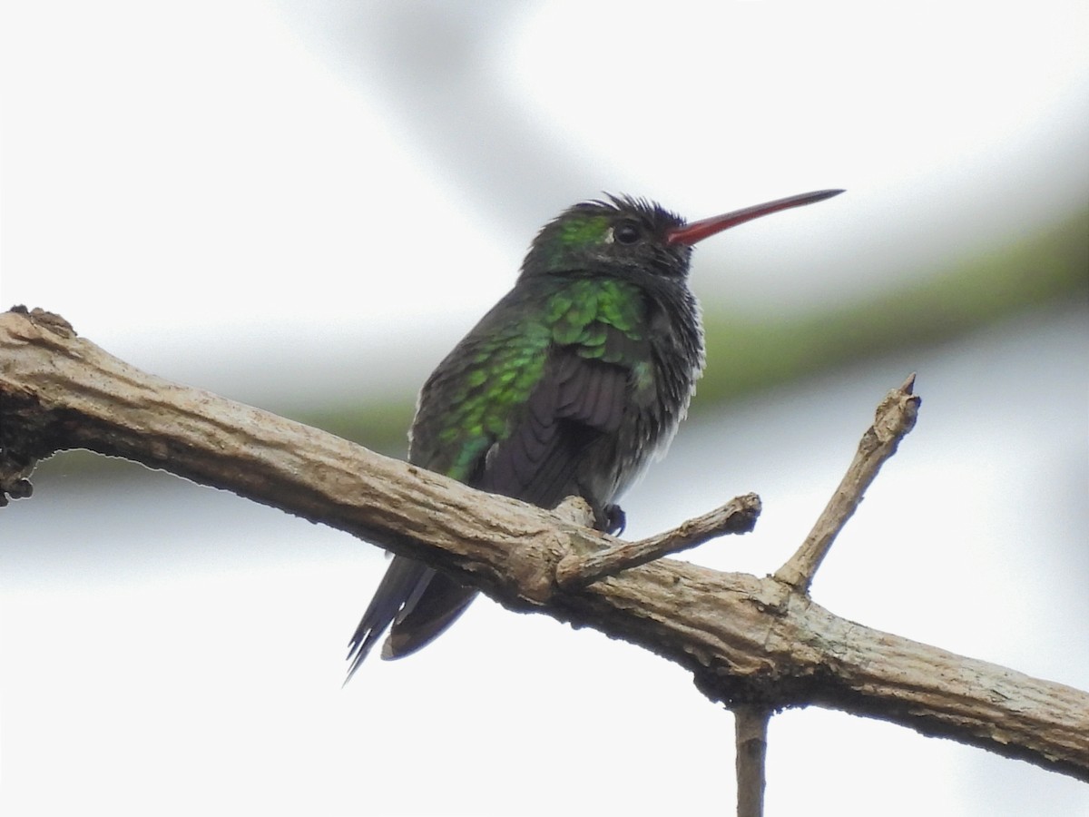 Glittering-throated Emerald - Jhon Carlos Andres Rivera Higuera