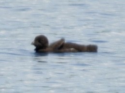 Common Loon - ML621146251