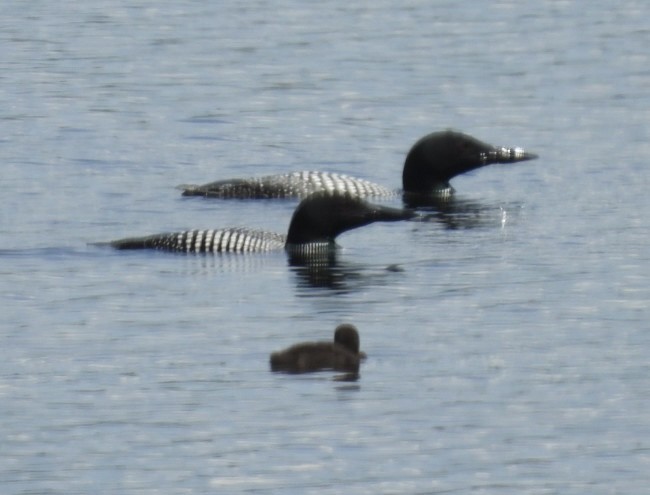 Common Loon - ML621146252