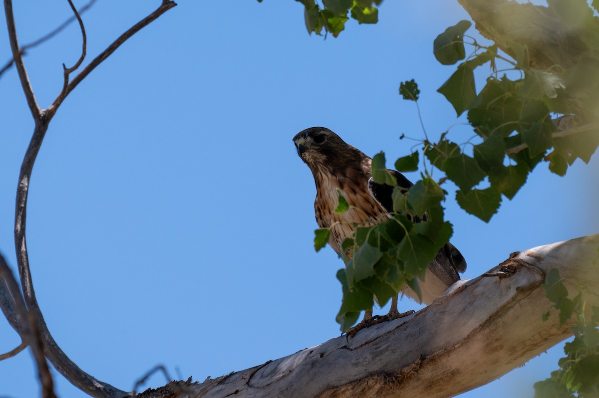 Red-tailed Hawk - ML621146257