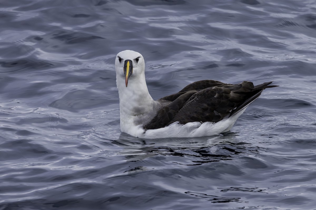 albatros pestrozobý - ML621146265