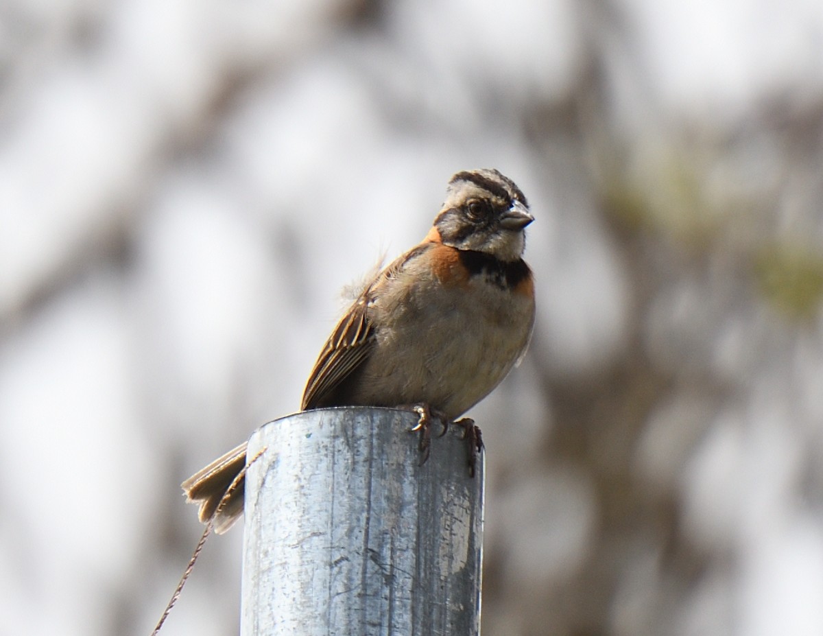 Rufous-collared Sparrow - Margaret Hough