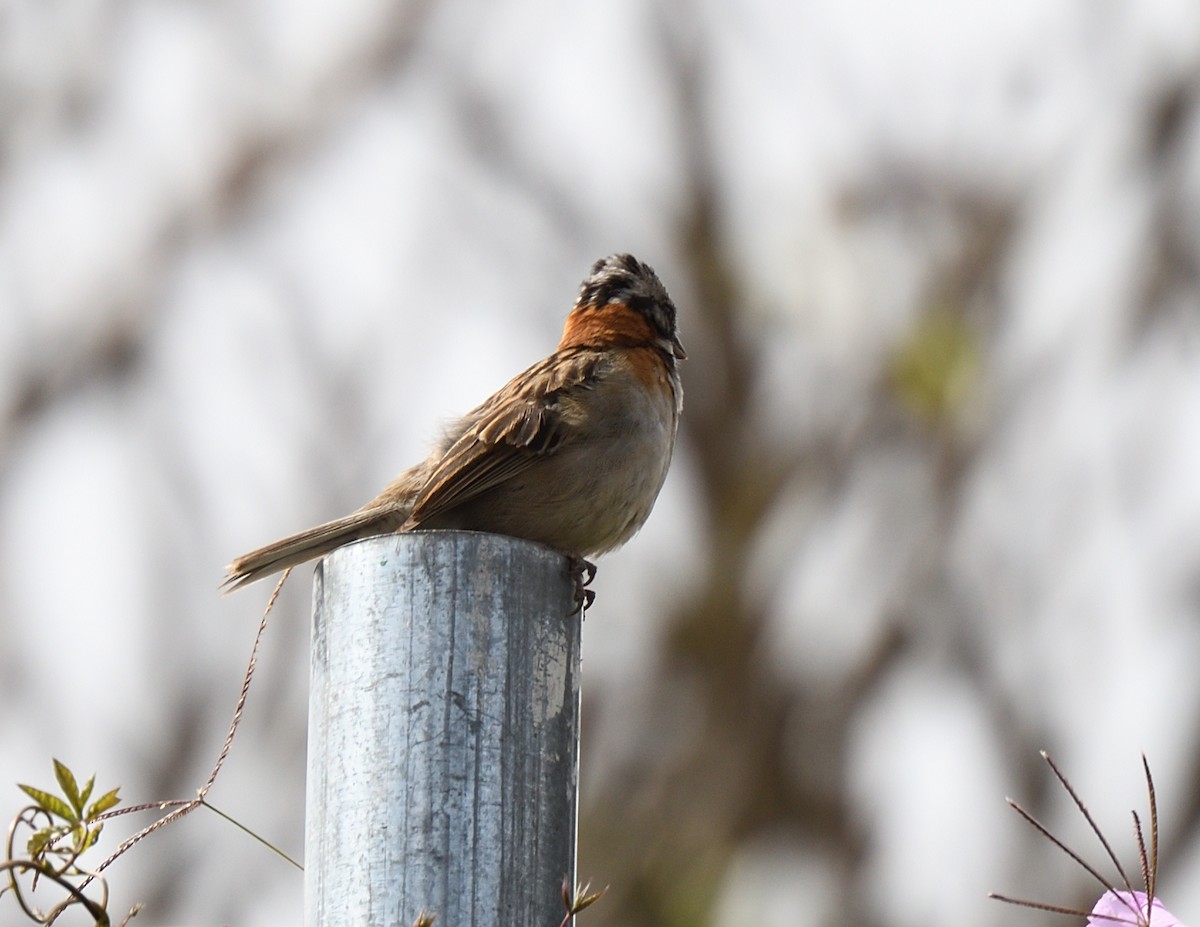 Rufous-collared Sparrow - ML621146279