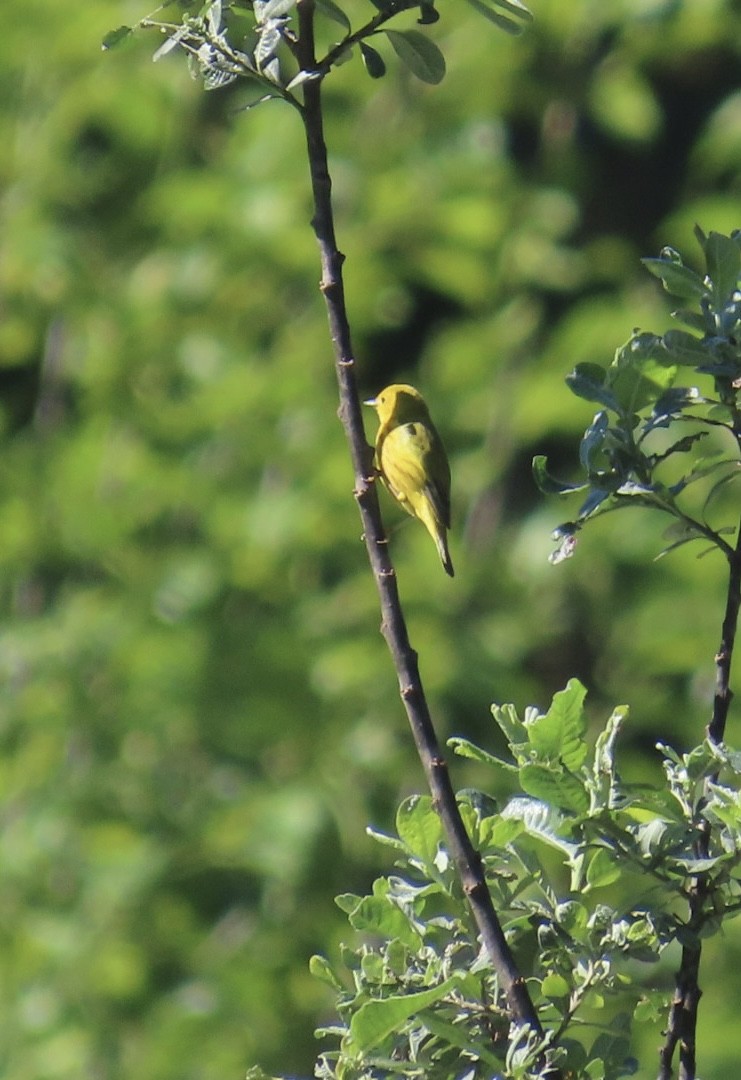 Yellow Warbler - ML621146281