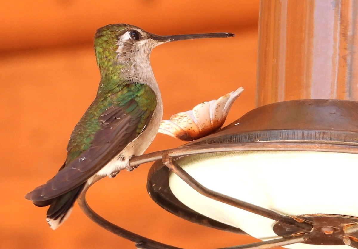Rivoli's Hummingbird - ML621146293