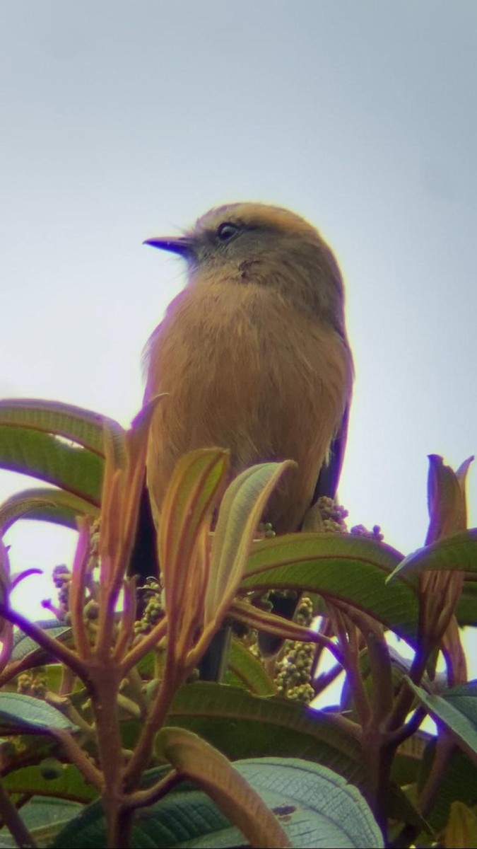 Brown-backed Chat-Tyrant - ML621146338
