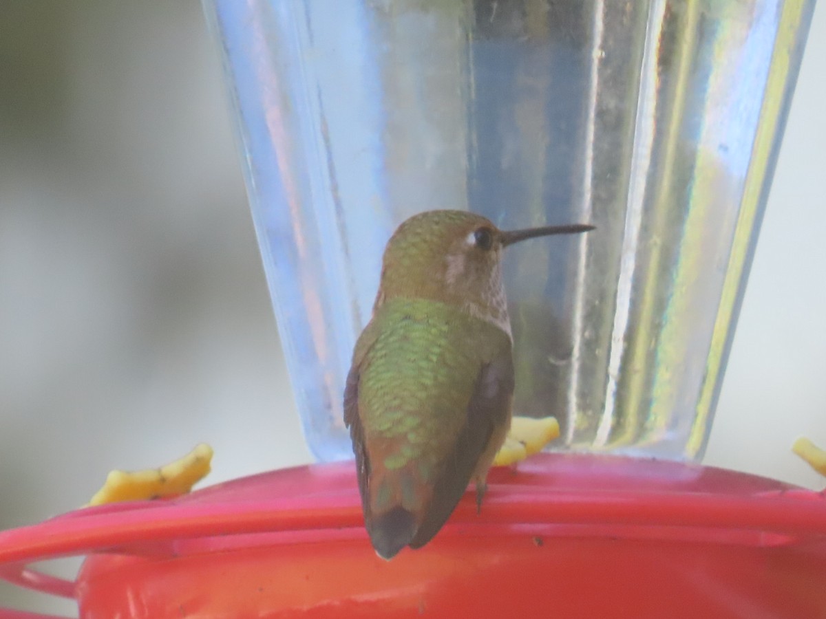 Rufous Hummingbird - G. Vike Vicente