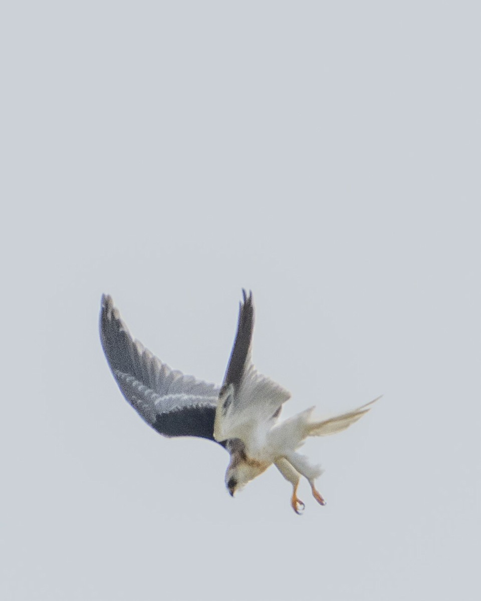 White-tailed Kite - ML621146471