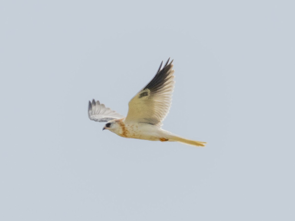 White-tailed Kite - ML621146472