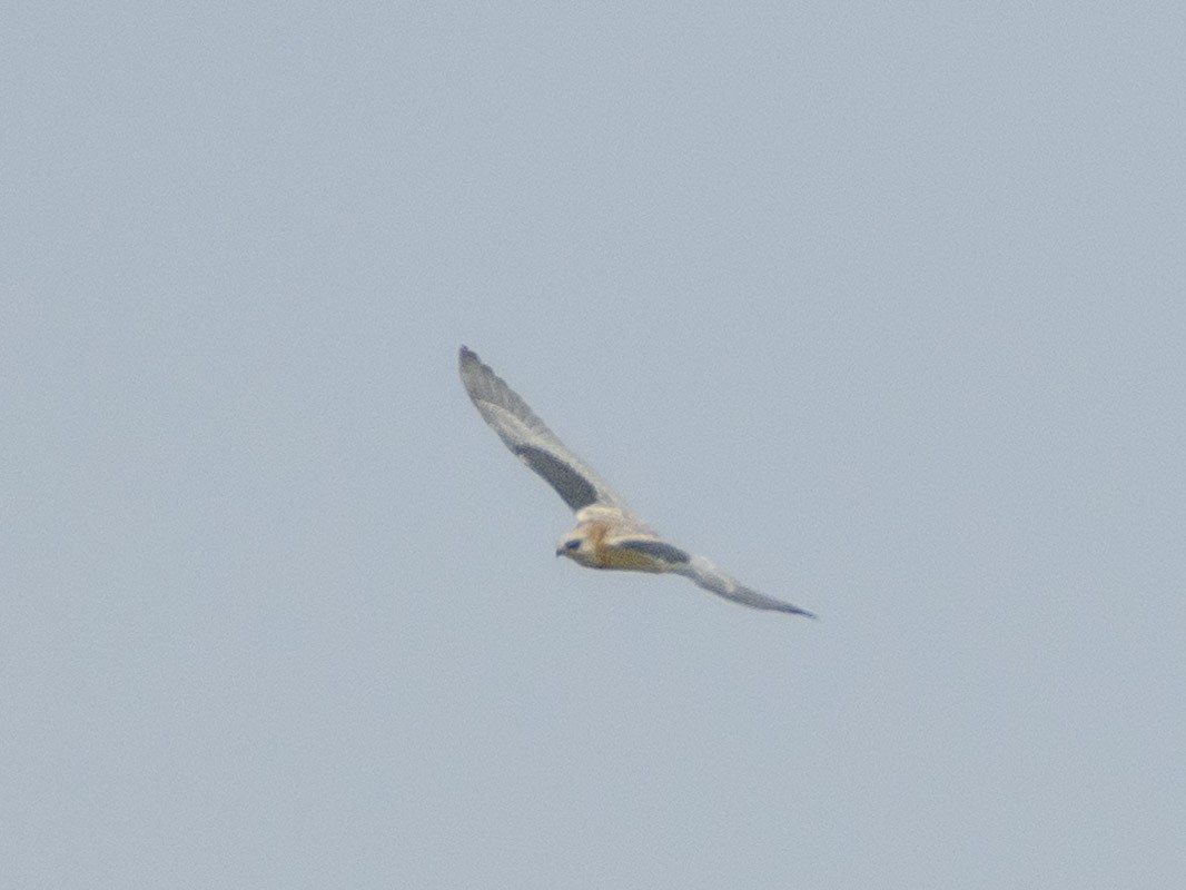White-tailed Kite - ML621146473