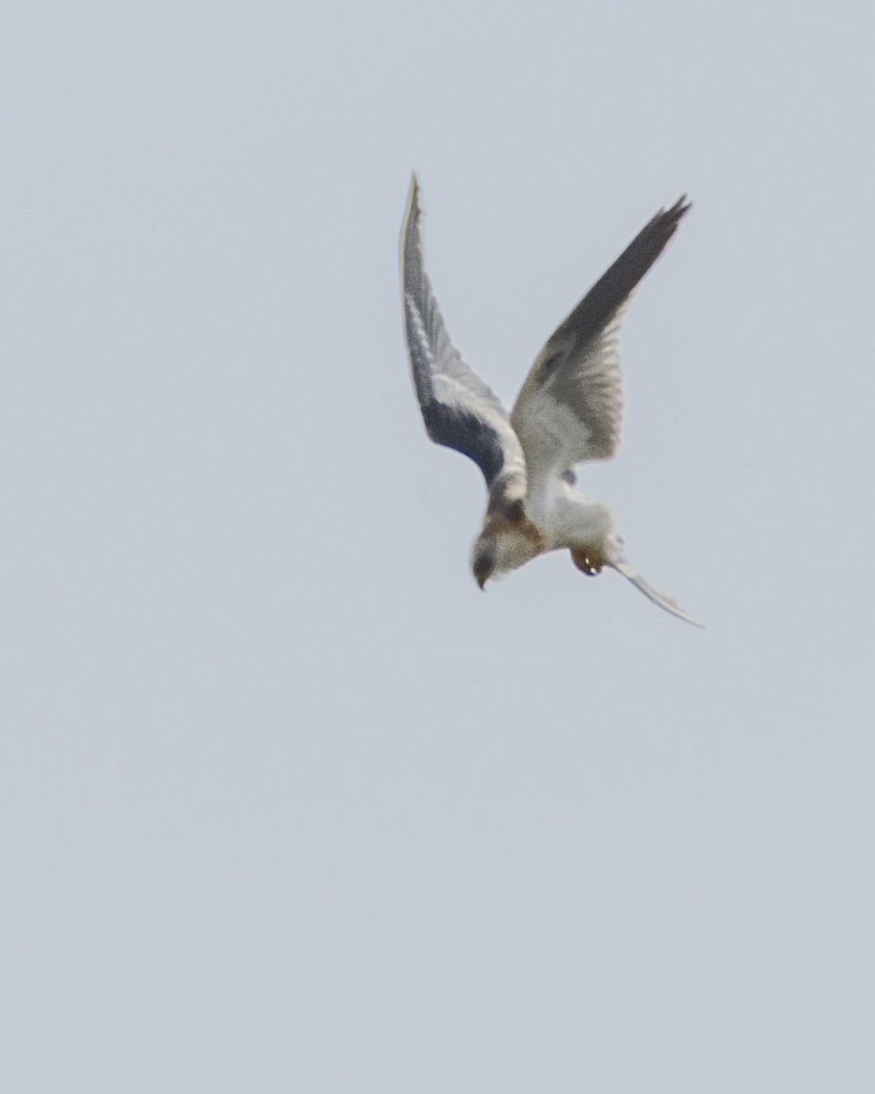 White-tailed Kite - ML621146474
