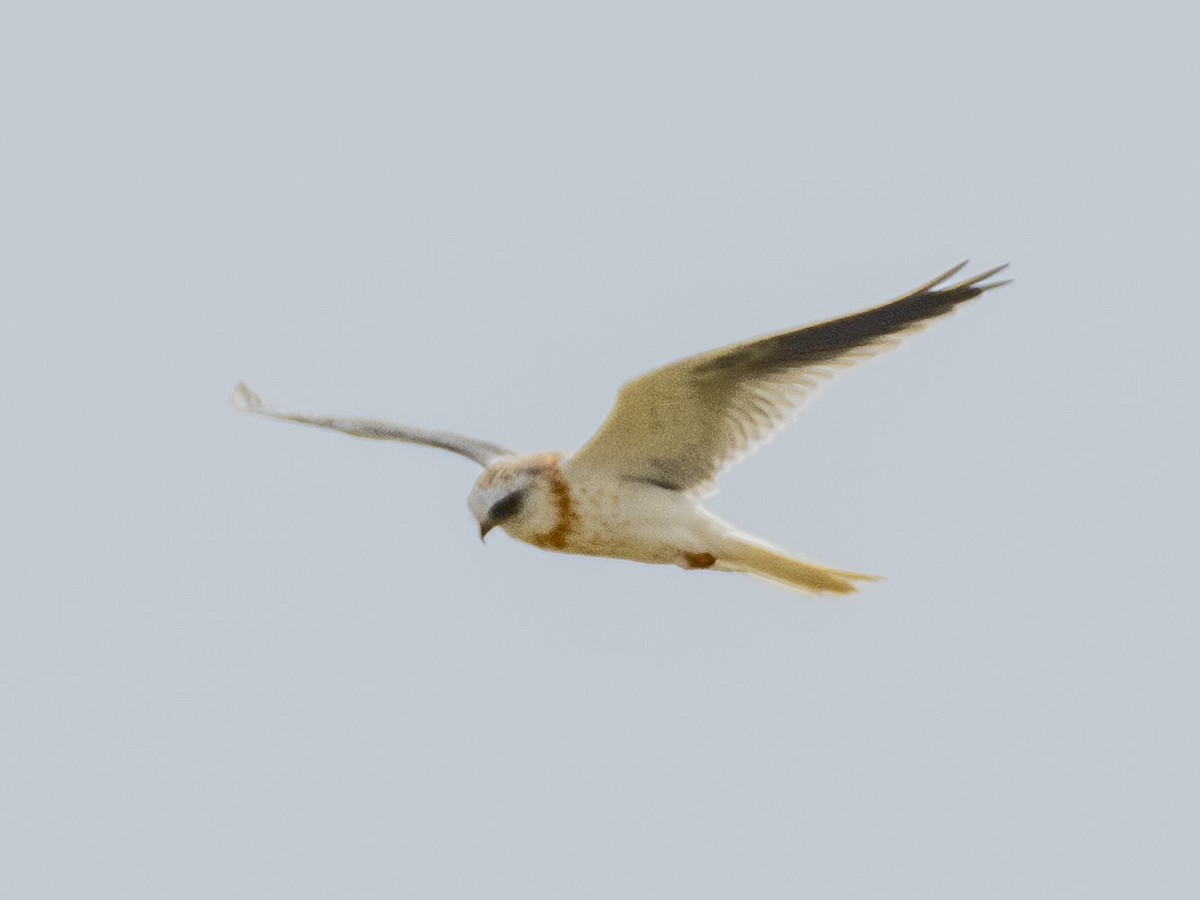 White-tailed Kite - ML621146475