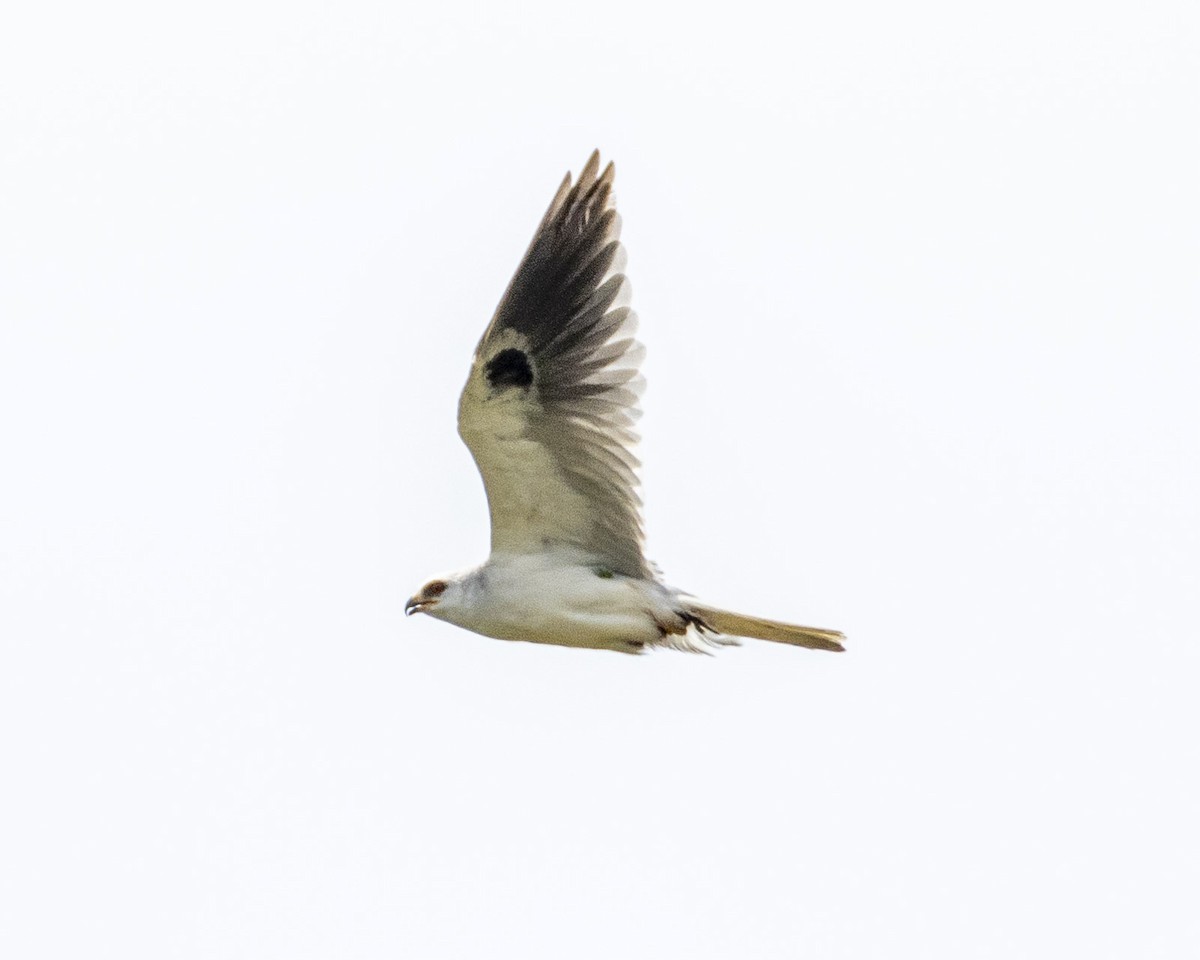 White-tailed Kite - ML621146476