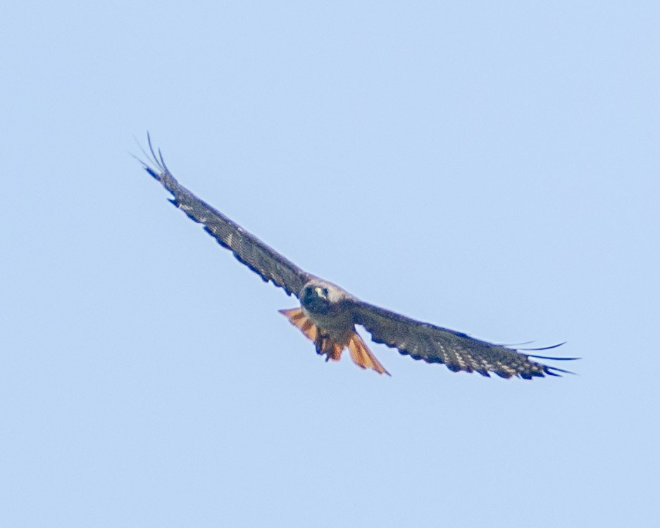 Red-tailed Hawk - ML621146486