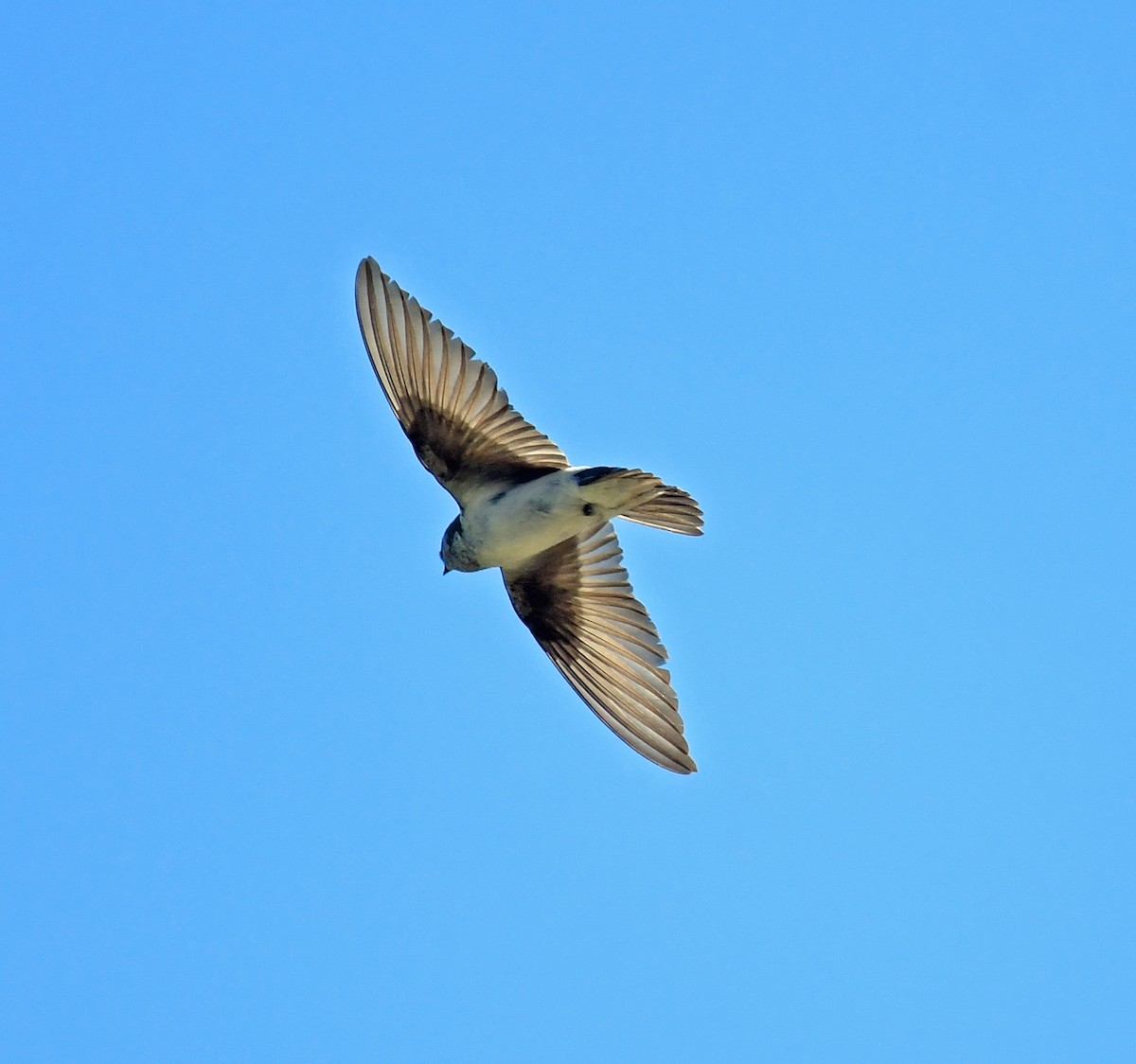 Violet-green Swallow - Richard Taylor