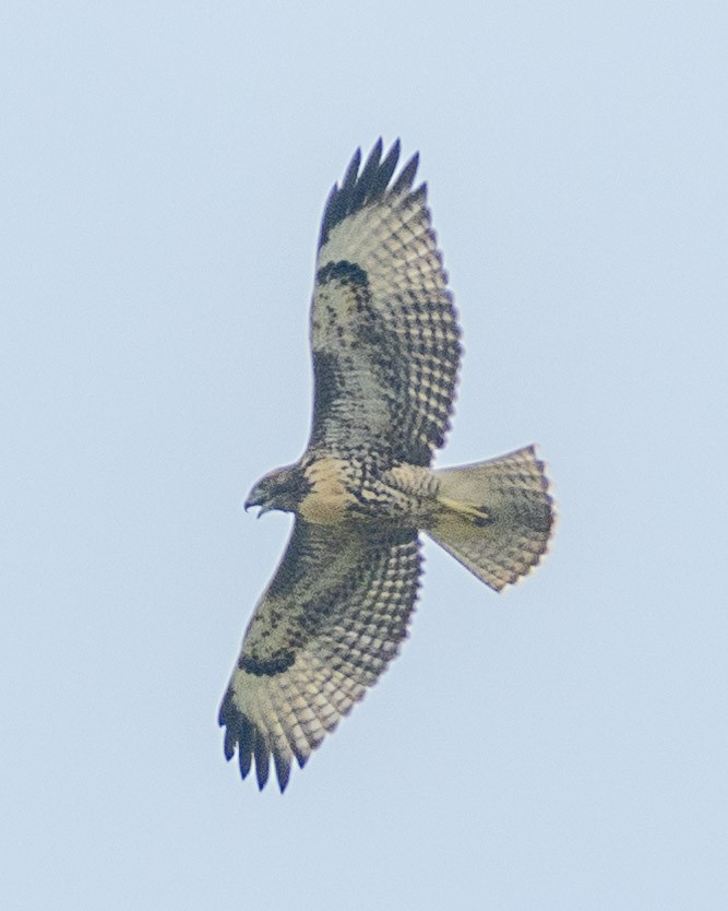 Red-tailed Hawk - ML621146495