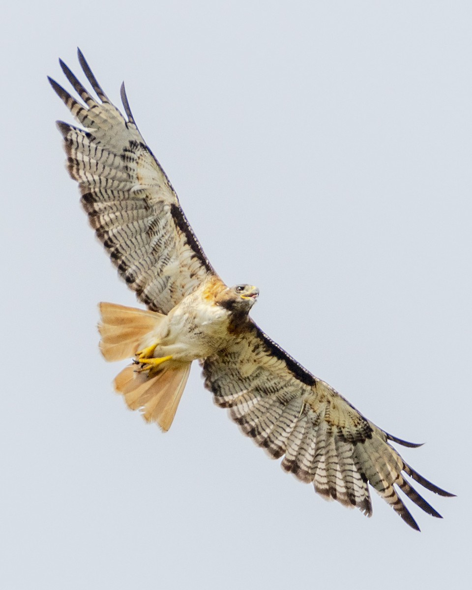 Red-tailed Hawk - ML621146498
