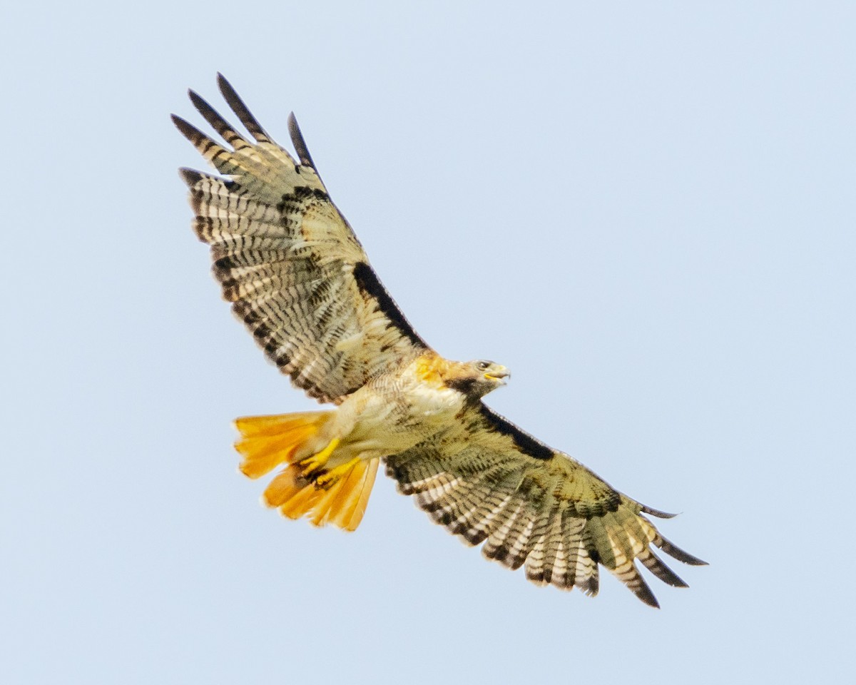Red-tailed Hawk - ML621146501