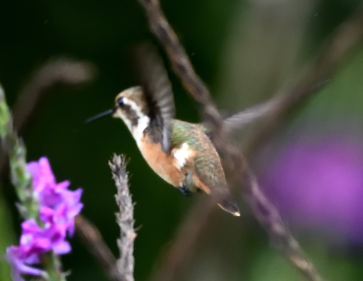 kolibřík fialovohrdlý - ML621146518