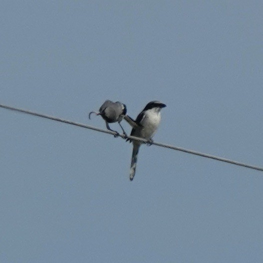 Loggerhead Shrike - ML621146564