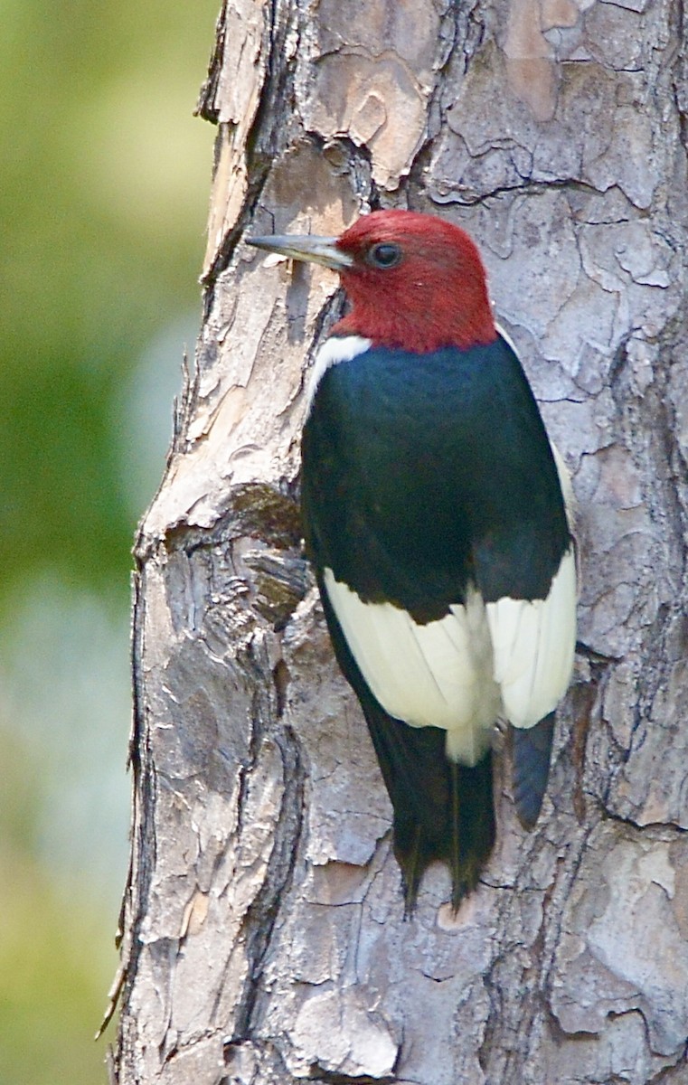 Red-headed Woodpecker - ML621146579