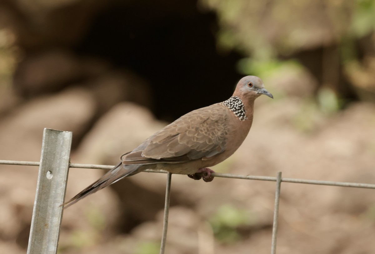 Spotted Dove - ML621146584
