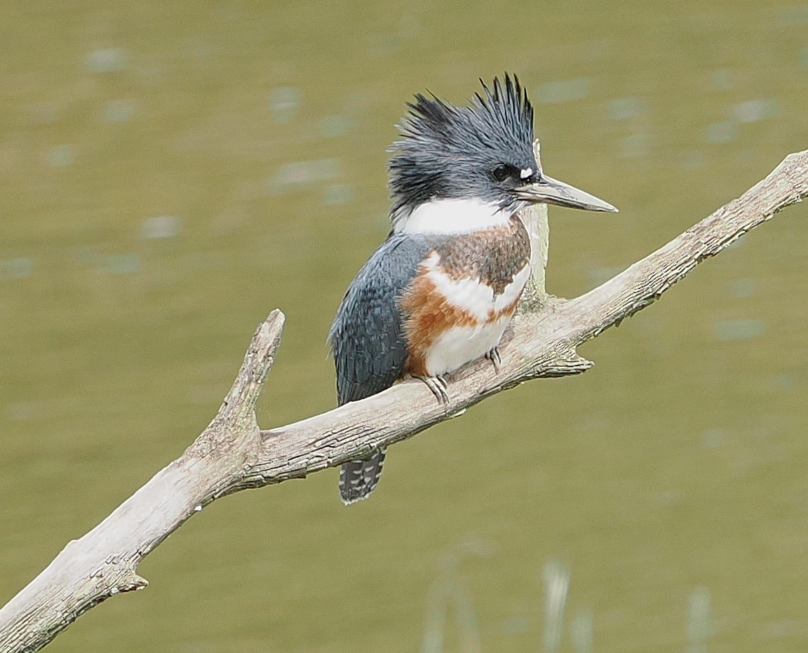 Belted Kingfisher - ML621146585
