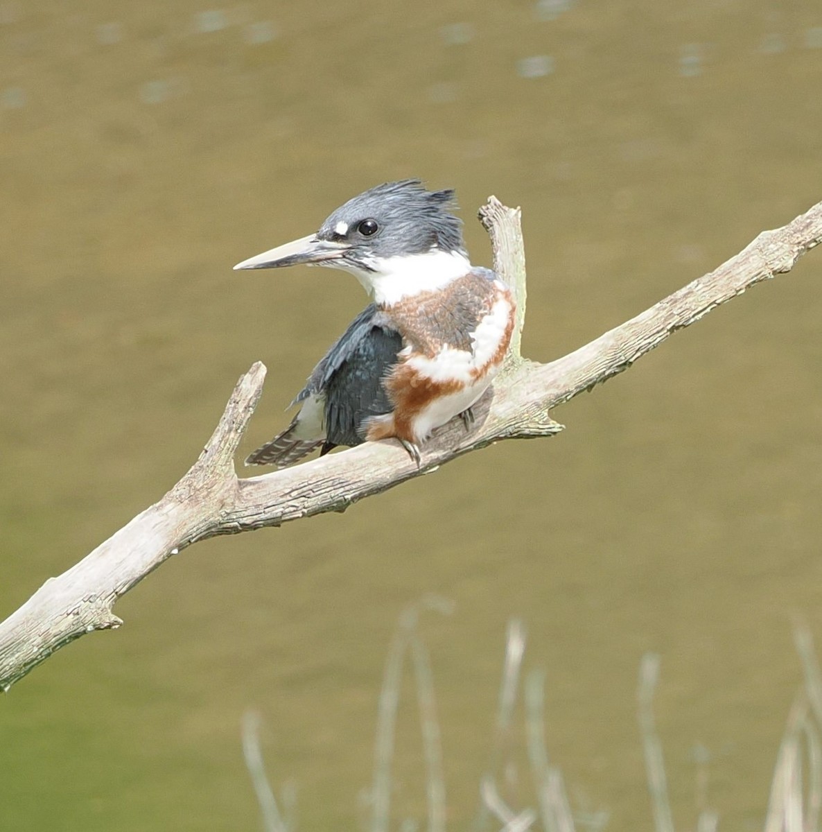 Belted Kingfisher - ML621146588