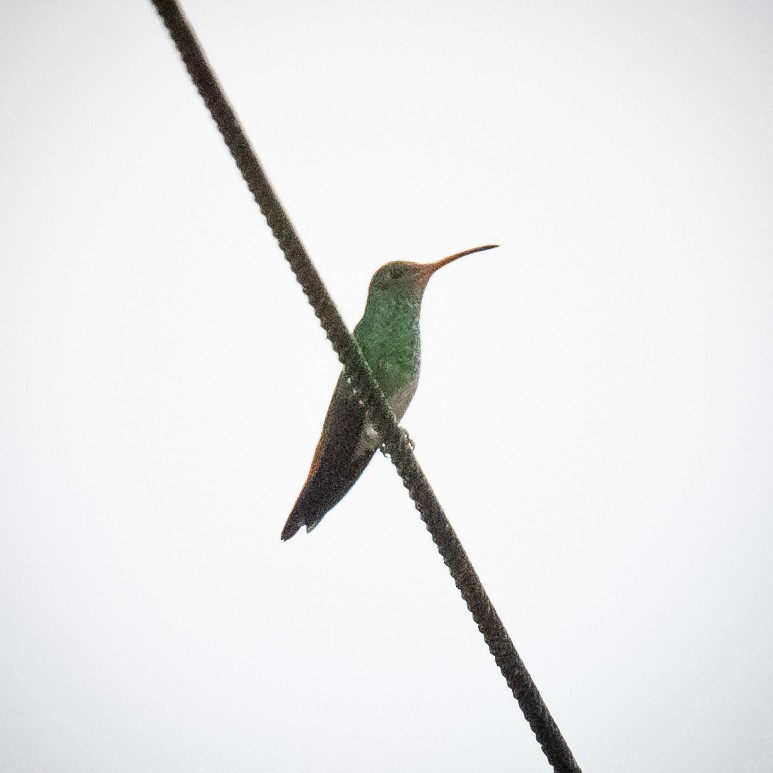 Rufous-tailed Hummingbird - Chris Thomas