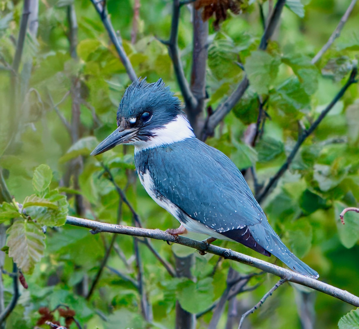 Belted Kingfisher - ML621146593