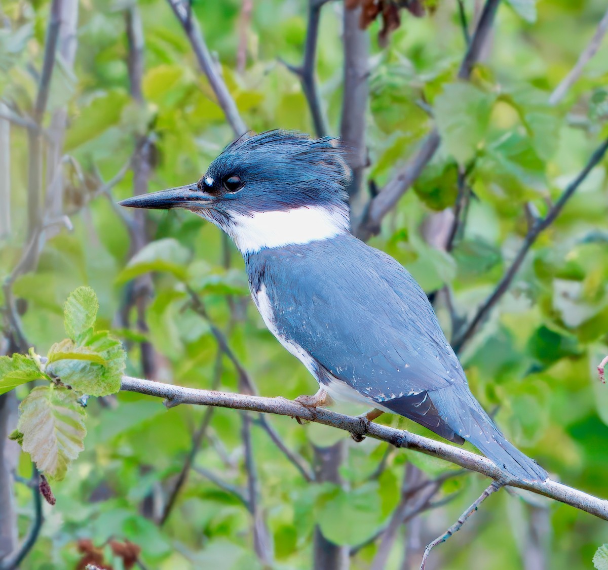 Belted Kingfisher - ML621146594