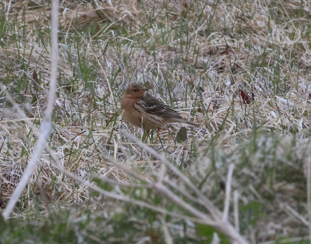 Red-throated Pipit - ML621146604