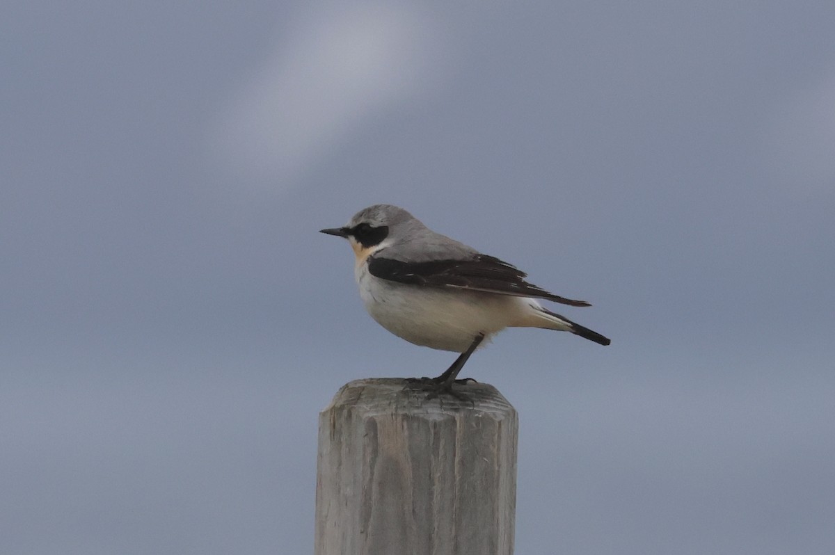 Northern Wheatear - ML621146614