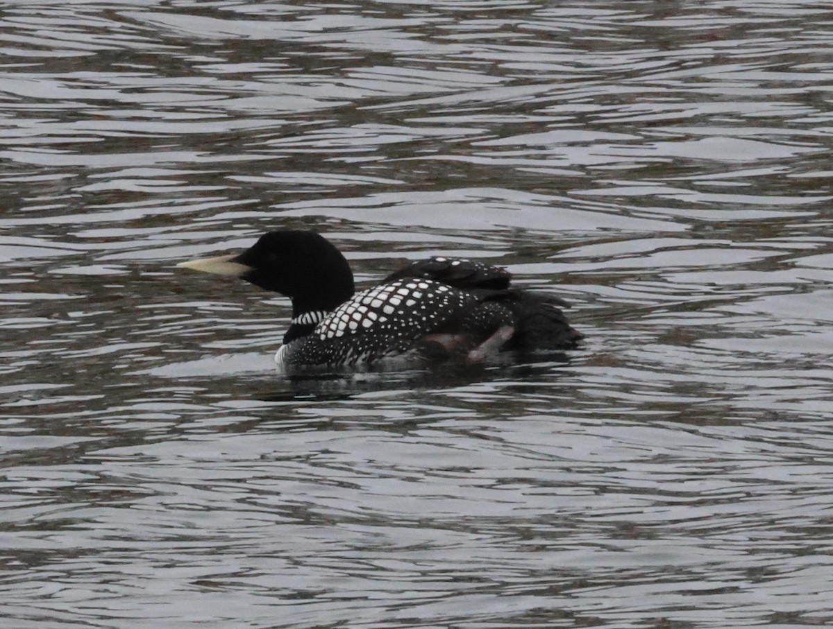 Yellow-billed Loon - ML621146617