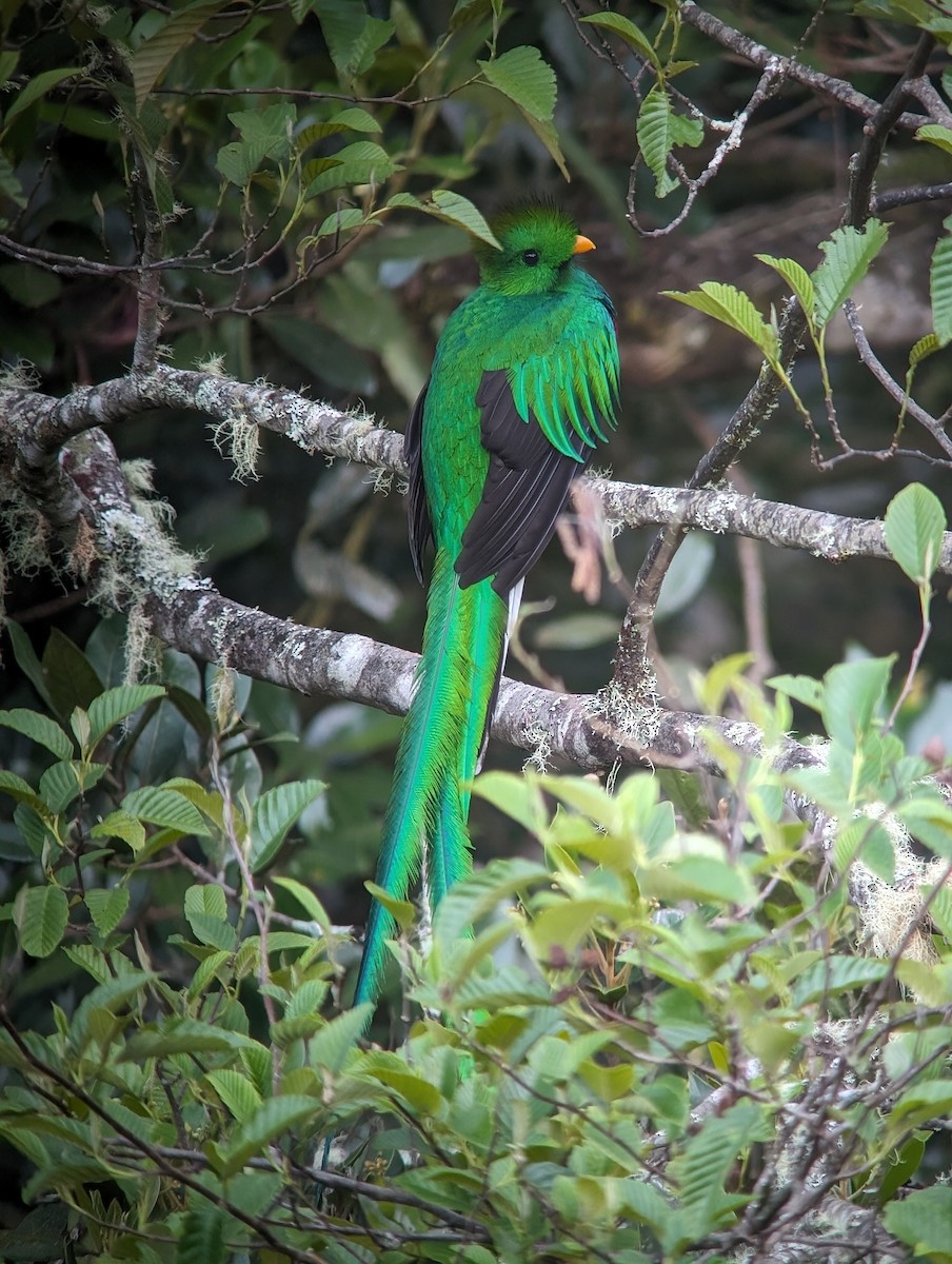 Resplendent Quetzal (Costa Rican) - ML621146624