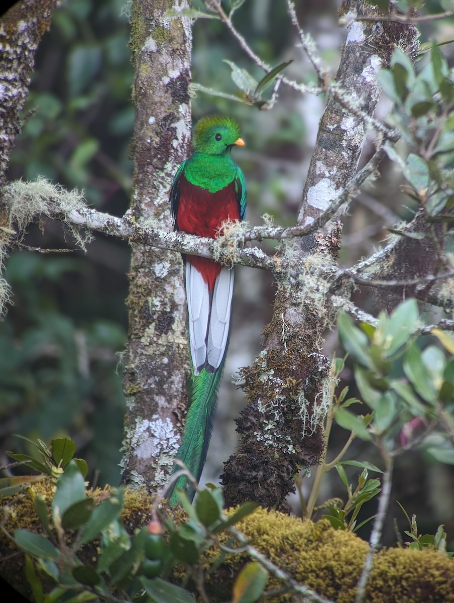 Quetzal Guatemalteco (costaricensis) - ML621146625