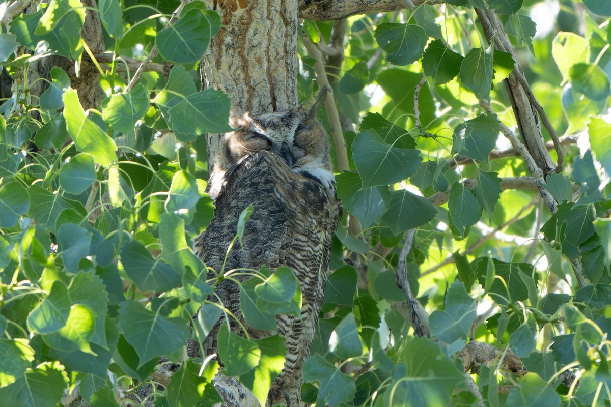Great Horned Owl - ML621146646