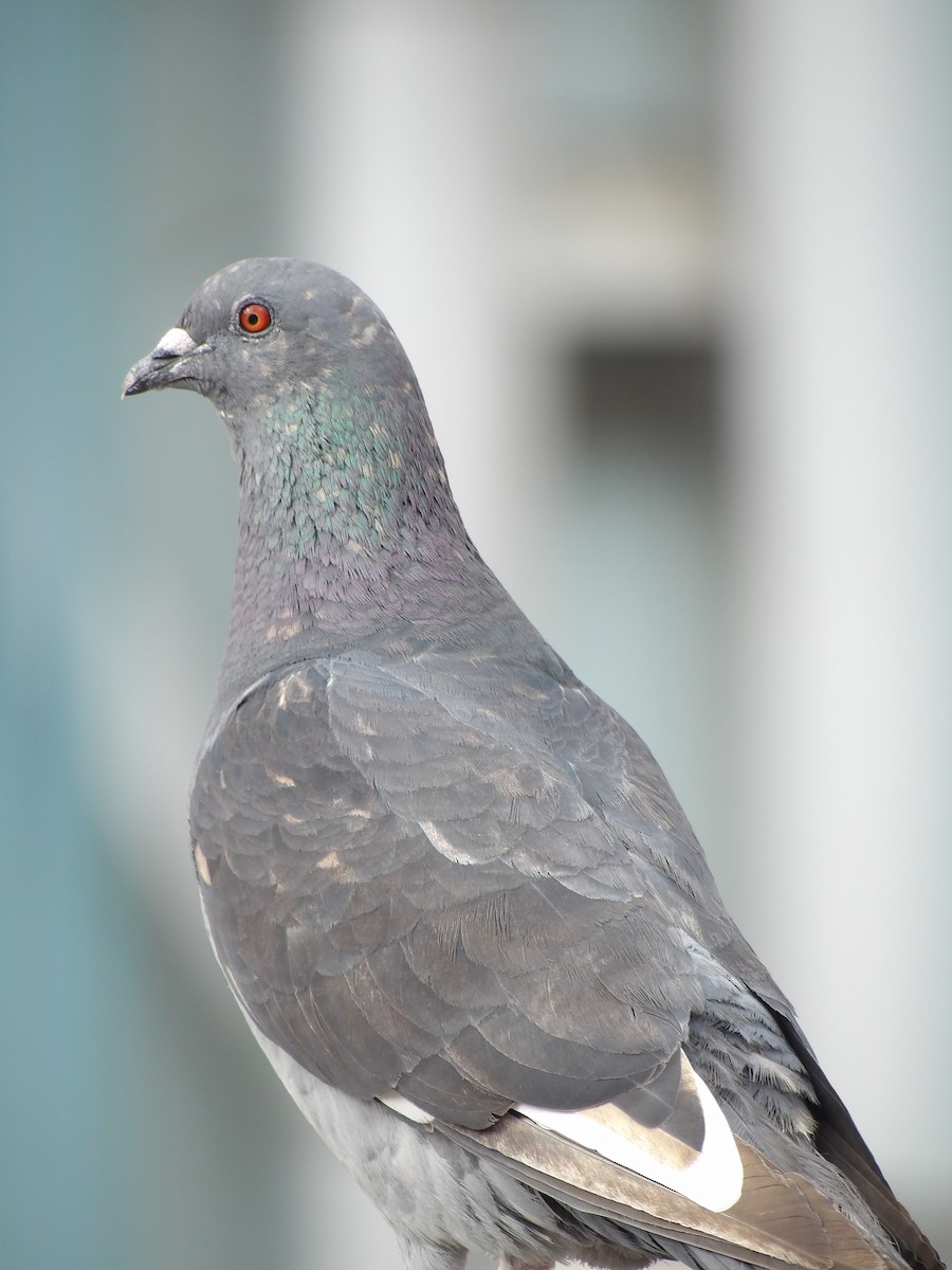Rock Pigeon (Feral Pigeon) - ML621146676