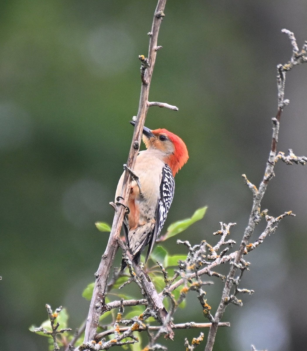 Red-bellied Woodpecker - ML621146680