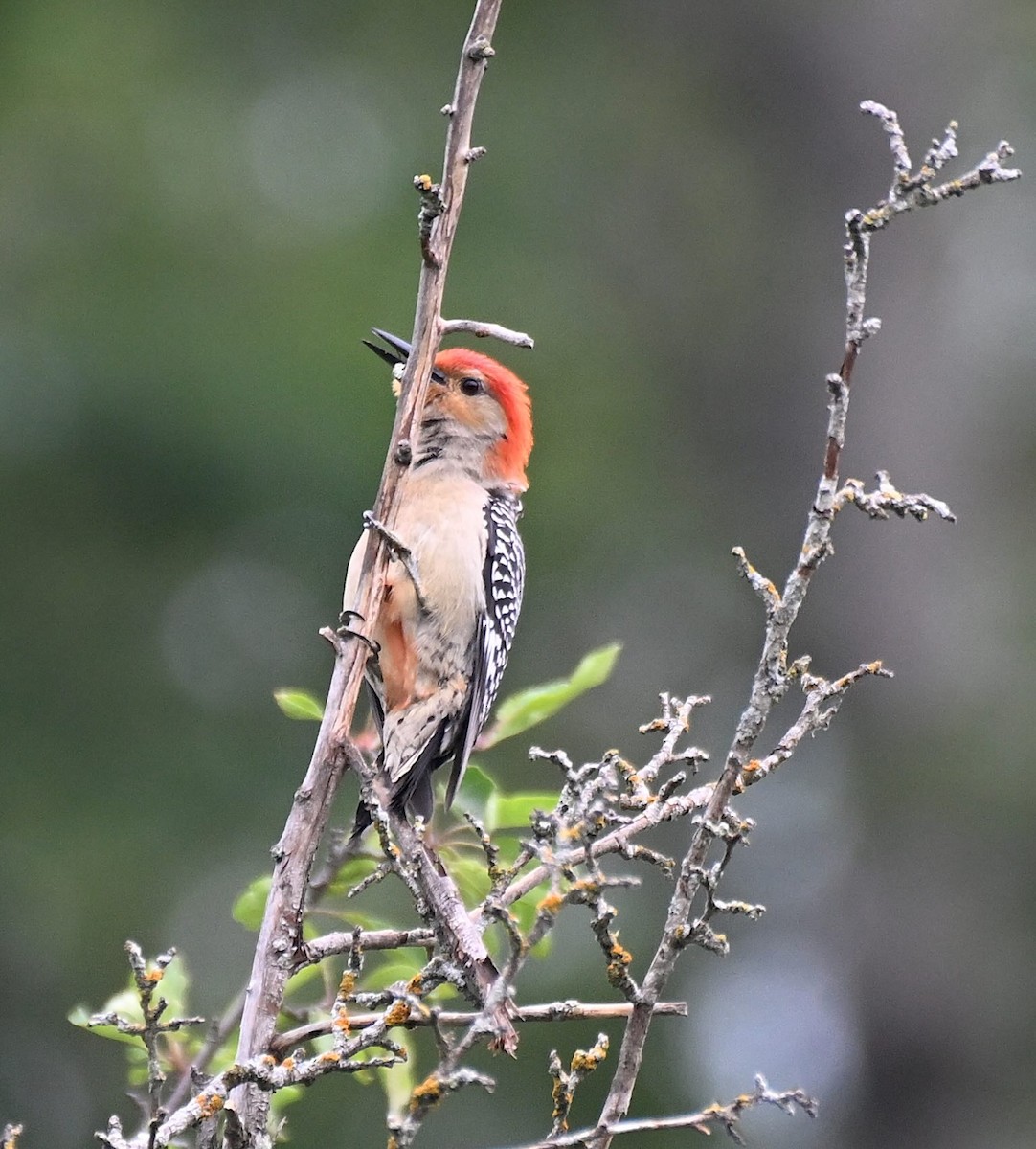 Red-bellied Woodpecker - ML621146681