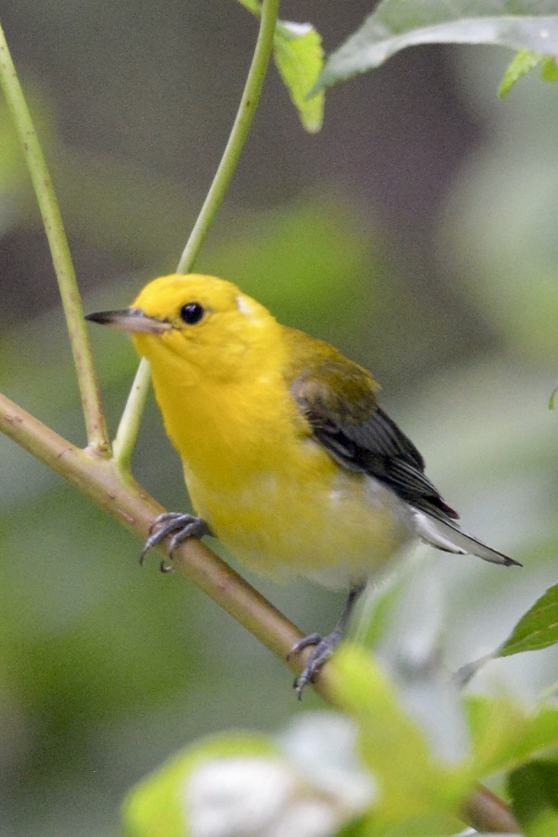 Prothonotary Warbler - ML621146701