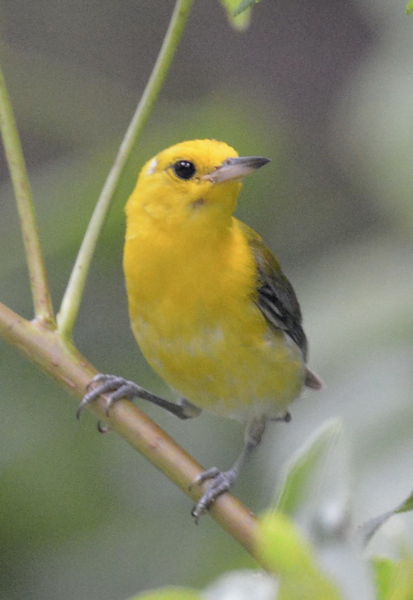 Prothonotary Warbler - ML621146702