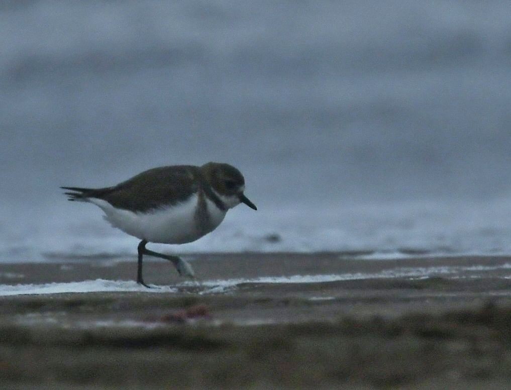 Two-banded Plover - ML621146711
