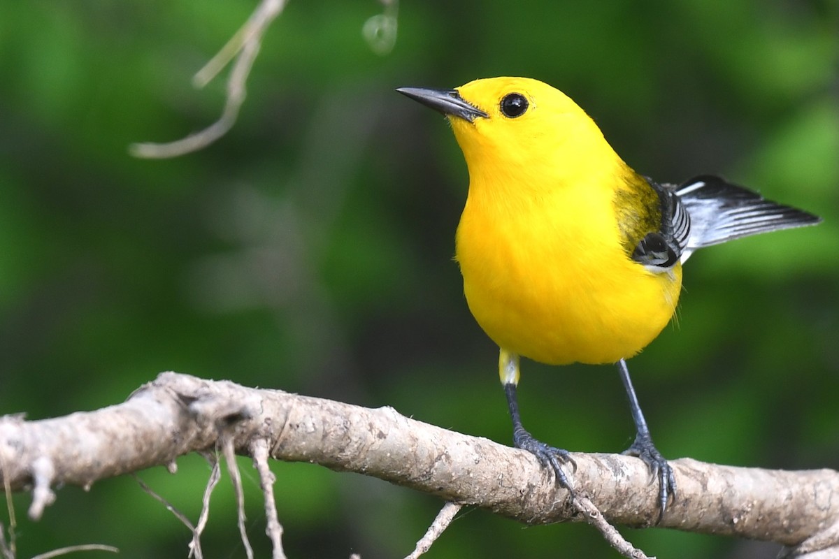 Prothonotary Warbler - ML621146883