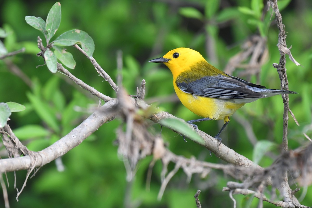 Prothonotary Warbler - ML621146884