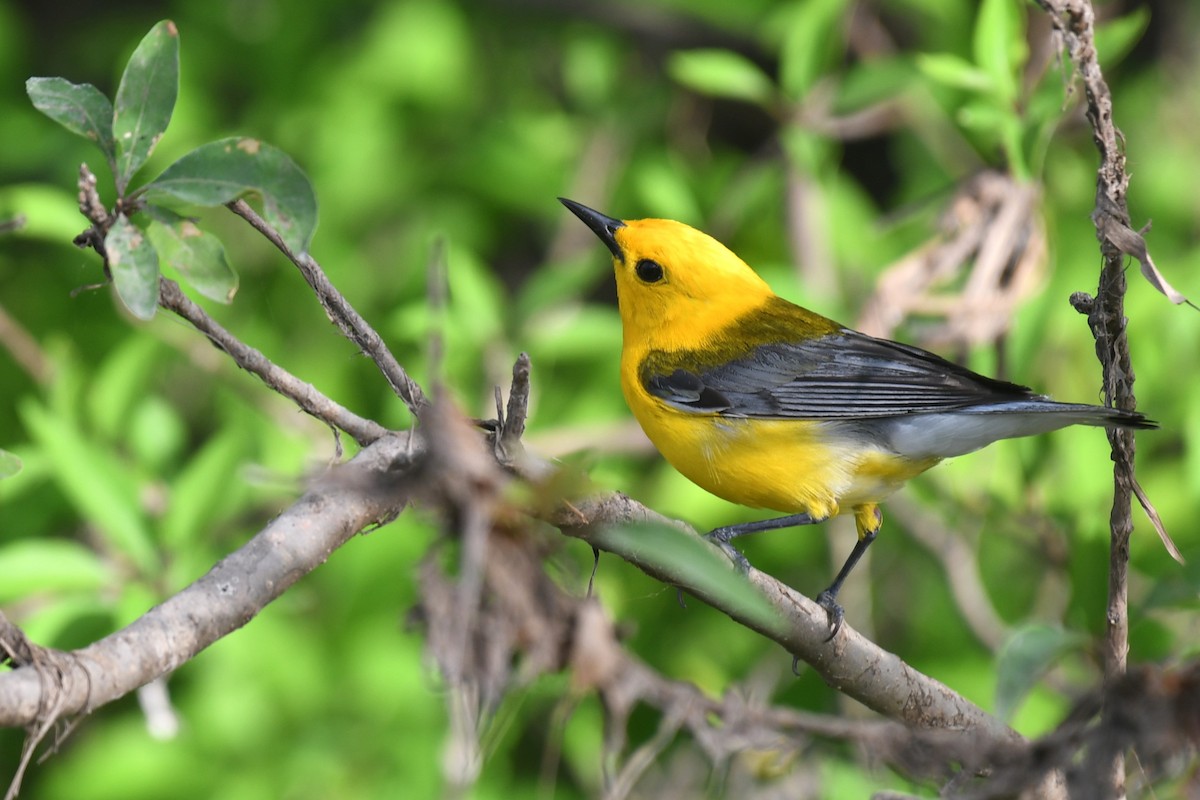 Prothonotary Warbler - ML621146885