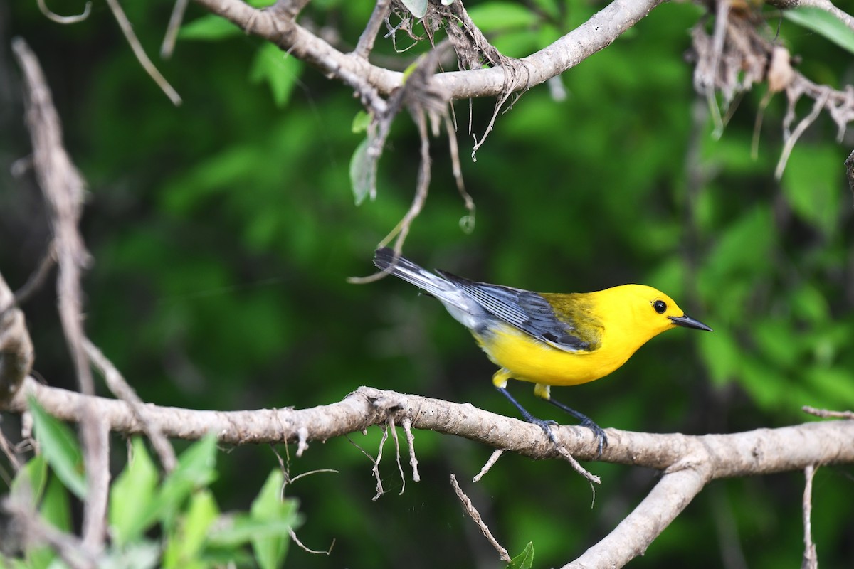 Prothonotary Warbler - ML621146886
